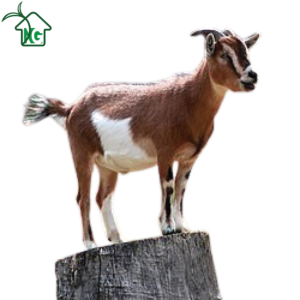 দেশি ছাগল