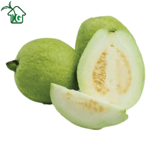 পেয়ারা (Guava)