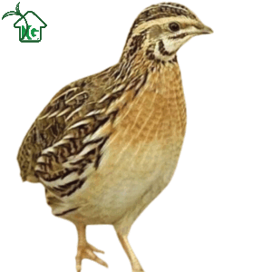 কোয়েল পাখি (Quail Bird)